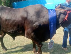 Sambut Idul Adha, Wali Kota Bandar Lampung Distribusikan 55 Sapi dan 38 Kambing Kurban